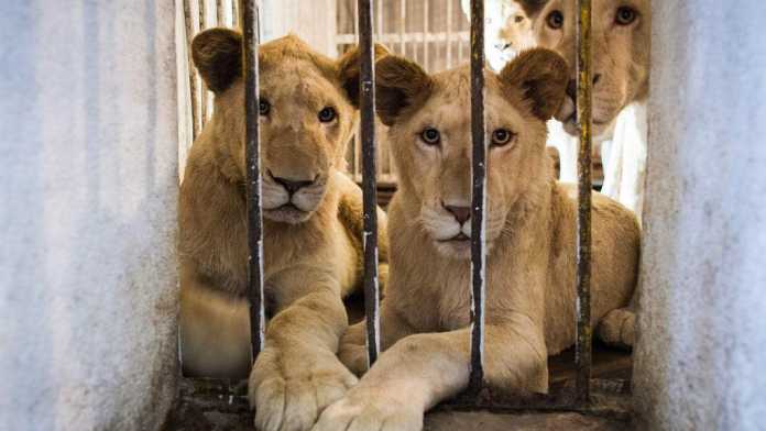 animal-trafficking Arabic Speakers Needed In Online Fight Against Exotic Animal Sale