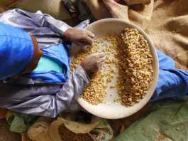 Could This Be The End Of Frankincense?