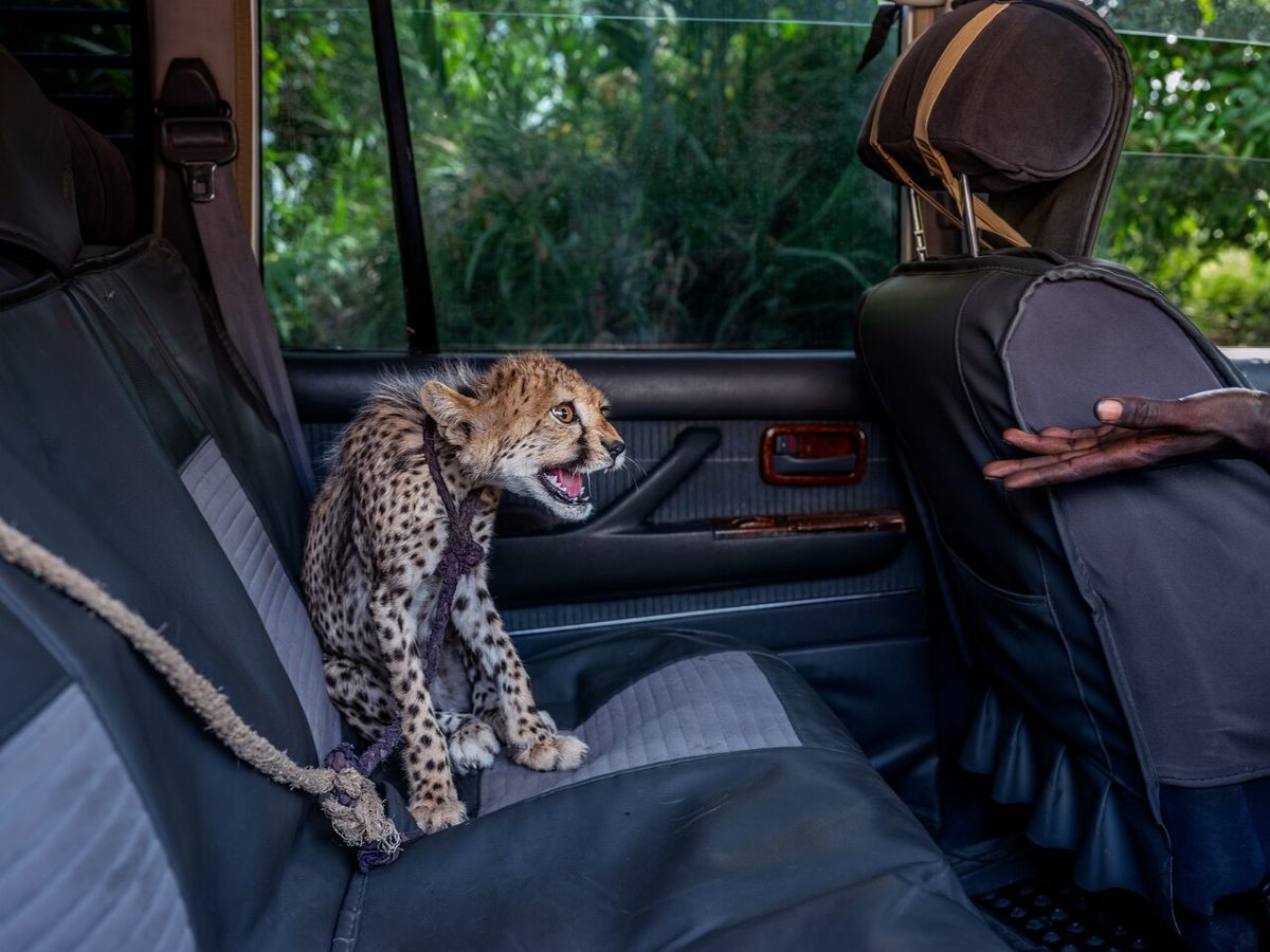 How Trafficked Cheetah Cubs Move From Wild Into Your Instagram Feed