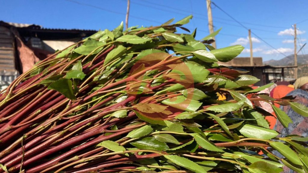 Khat Farmers, Exporters In Oromia Battle To Overcome Multilayered Crises Made Worse By Gov’t Interventions
