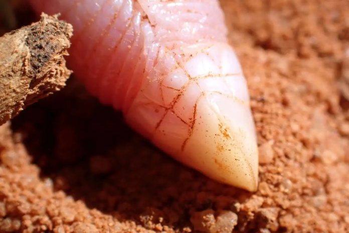 Bizarre Worm Lizard Not Seen For 90 Years Found In Somaliland