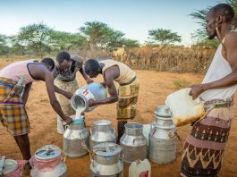 Somaliland’s camel herders are milking it