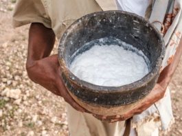 Camel Milk is Healthier Alternative to Traditional Dairy, Scientists Say