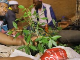 In Somaliland, a Sin Tax for Mental Health Relief