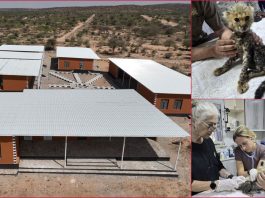 Rescued Cheetah Cub ‘Bag of Bones’ Highlights Somaliland’s Fight Against Illegal Wildlife Trade