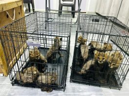 Somaliland Thwarts Major Cheetah Trafficking Operation, Rescuing 11 Cubs in Conservation Victory