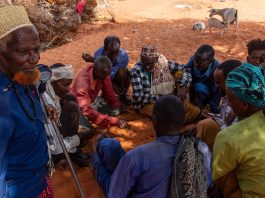 Somaliland, Habitat Loss and Restoration on a Search for Lost Lions
