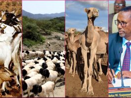 Facing Climate and Trade Hurdles, Somaliland Bets on Its Economic Lifeline, Livestock