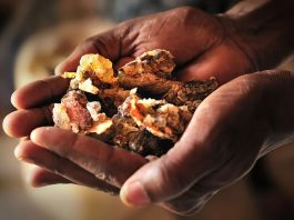 The Last Tears of Frankincense, Somaliland’s Struggle to Save an Ancient Resin