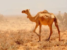 Can Rangeland Fencing Save Somaliland’s Pastoral Economy Amid Climate Crisis
