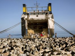Somaliland Exports 1.3 Million Livestock Through Berbera in May as UAE Investors Explore Port Opportunities Somaliland Exports 1.3 Million Livestock Through Berbera in May as UAE Investors Explore Port Opportunities