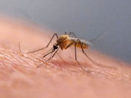 New Study Warns Burao Remains Vulnerable to Chikungunya Despite High Public Awareness