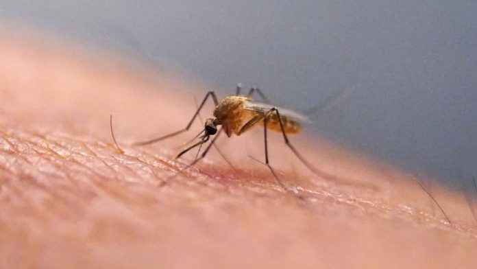 Somaliland_Burao_Chikungunya_Virus_00_20260712 New Study Warns Burao Remains Vulnerable to Chikungunya Despite High Public Awareness