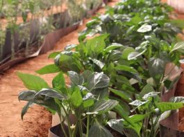New Study Warns of Pesticide Food Safety Risks in Somaliland's Growing Vegetable Sector